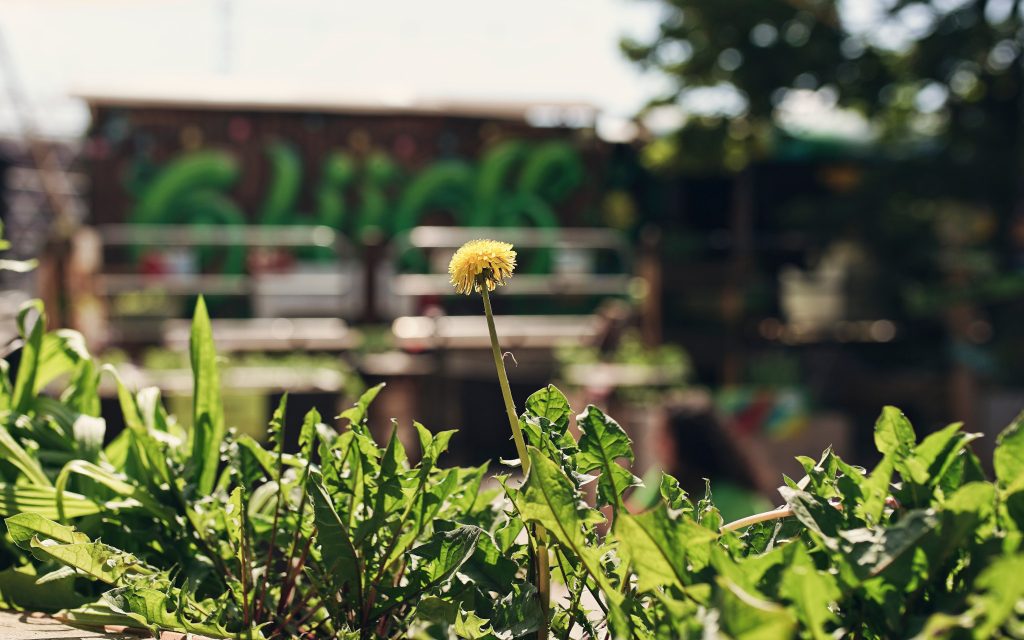 Löwenzahn im Inselgrün