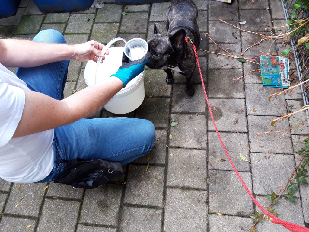 Müll Tierschutz dogs for future